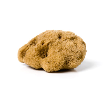 The Sea Sponge